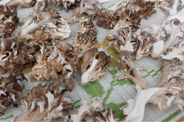 Sun-dried maitake mushrooms.