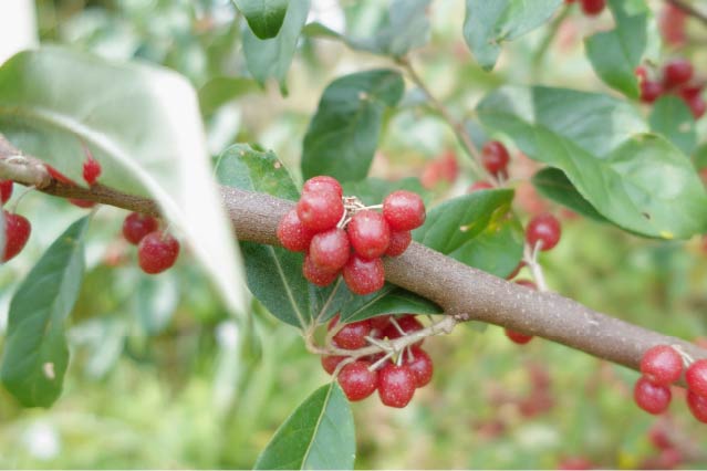 Gumi berries I had for dinner