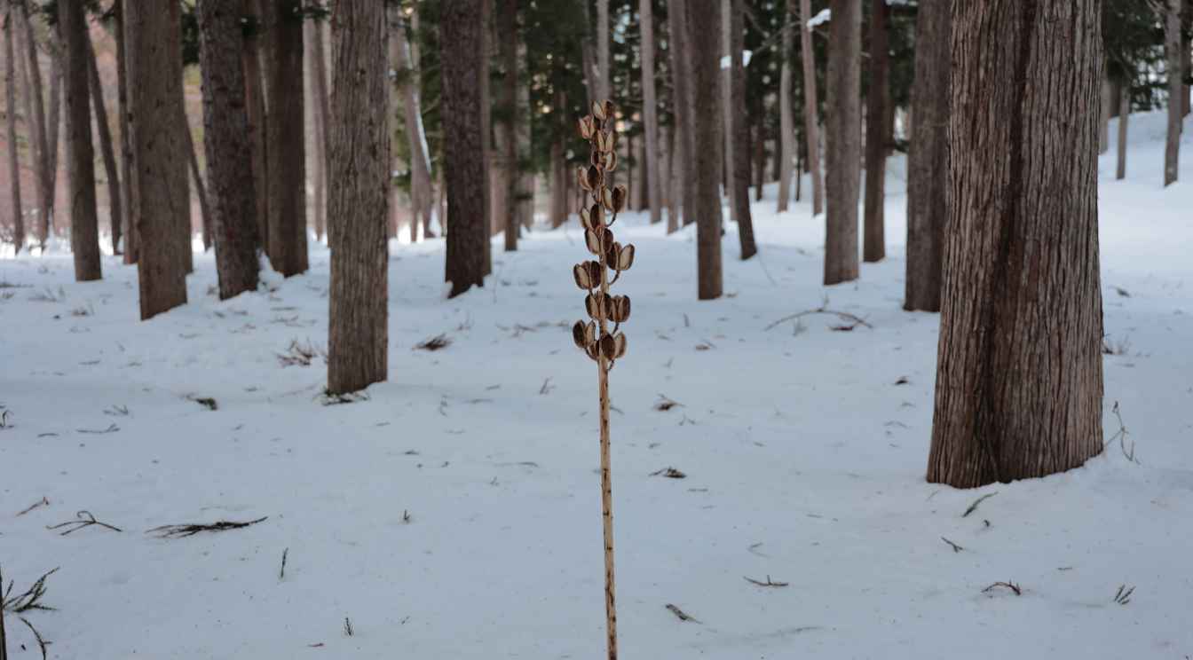 オオウバユリの枯れ木